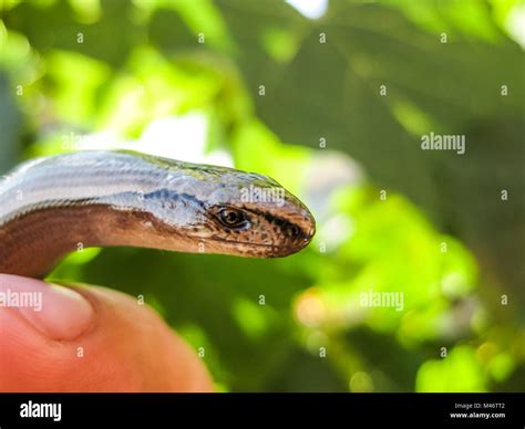 Veretenitsa Fragile A Legless Lizard A Reptile Stock Photo Alamy