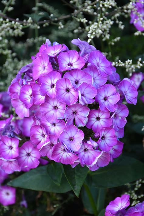 Volcano Purple With White Eye Garden Phlox Phlox Paniculata