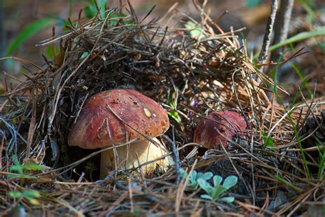 830 Edible Boletus Photos, Pictures And Background Images For Free ...