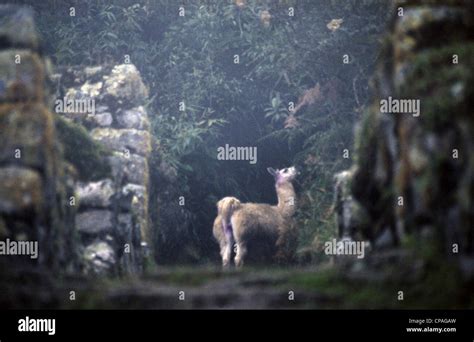 Peru, Llama, Andes Stock Photo - Alamy