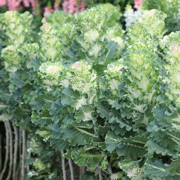 Ornamental Kale Seeds - Grow ornamental kale – Harris Seeds