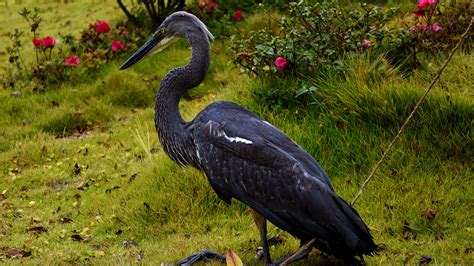 White Bellied Heron