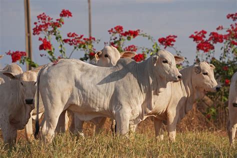 Leilosul Leil O De Gado Online Ms Sp De Olho Na Fazenda Da