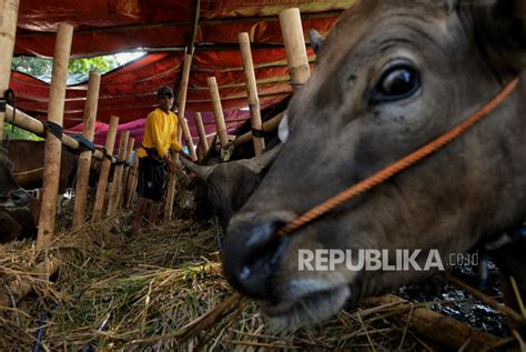 Permintaan Hewan Kurban Di Jakarta Meningkat Jelang Idul Adha