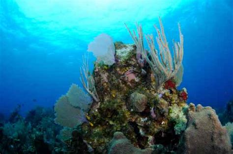 Roatan Diving: Scuba Diving in the Bay of Islands, Honduras