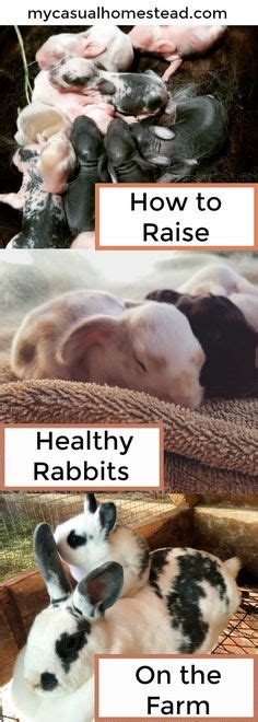 93 Rabbits Ideas Raising Rabbits Rabbit Care Rabbit Hutches