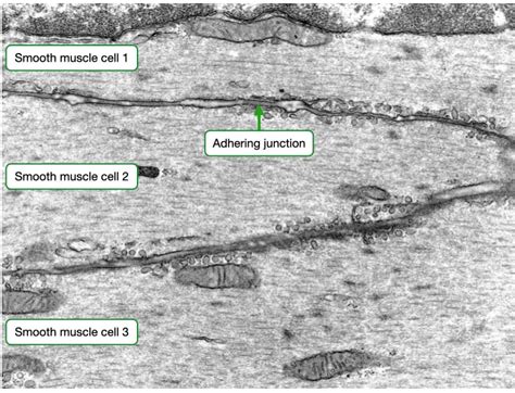 Structure And Function Of Muscle And Nerves Lab