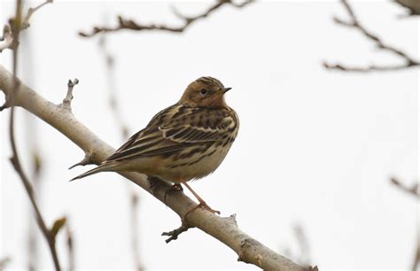 Red Throated Pipit Anthus Cervinus Wild Travel In Danube Delta