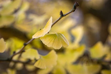 Ginkgo Biloba Leaves in Fall Stock Image - Image of fragility, color ...