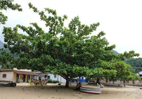 Arvore Chapeu De Praia - Amendoeira da Praia (Terminalia catappa) - FazFácil