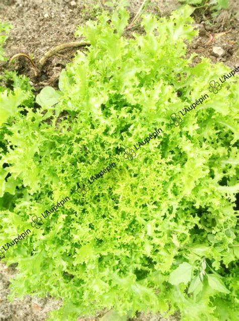 Graines Chicorée frisée Meaux Aubépin Semences Biologiques