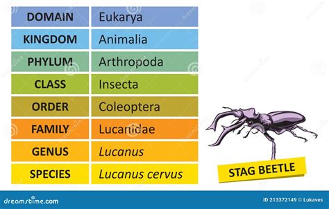 Taxonomic Ranks-diagram Vector Illustration | CartoonDealer.com #213330956