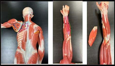 Muscles Lab Exam Diagram Quizlet