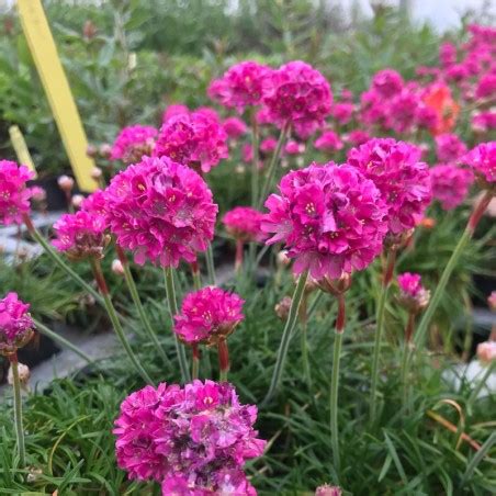 Armeria Maritima Düsseldorfer Stolz Gazon d Espagne rose carmin