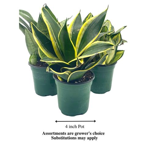 Sansevieria Trifasciata Rosette Shaped Variety Bundle Set Of Etsy