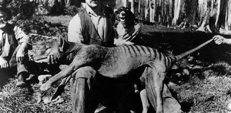 Why did the Tasmanian tiger go extinct?