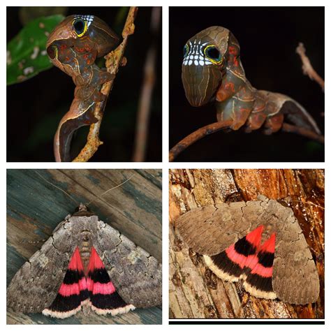 Sleepy Underwing Moth