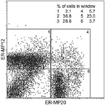 Flow Cytometric Dot Plot Of Er Mp Labeled Bm Cells Upon Double