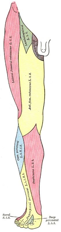 Lower Limb Cutaneous Innervation