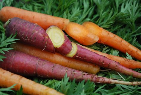 carrot varieties varieties  carrots types  carrots