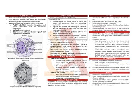 Chapter Of Rodaks Hematology Th Edition Saying Pambyaad Nung