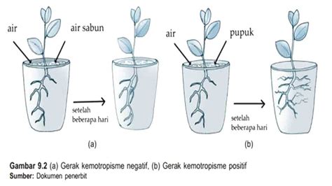 Detail Contoh Gerak Hidrotropisme Koleksi Nomer 3