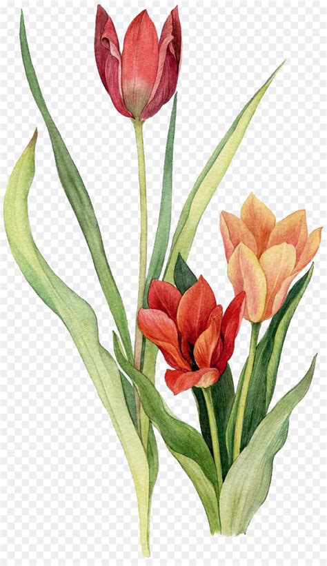 Tulip Pictures Of Flowers To Draw And Paint