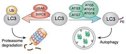 Negative Regulation Of Autophagy By UBA6 BIRC6Mediated Ubiquitination