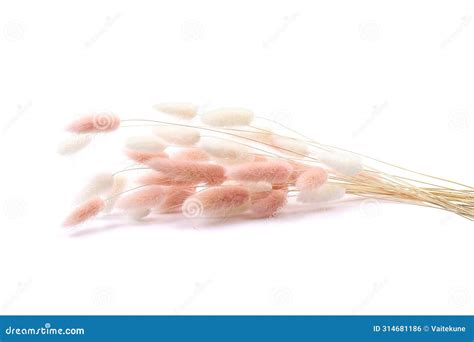 White And Pink Fluffy Bunny Tails Grass Isolated On White Background