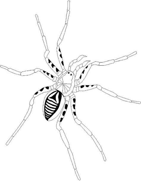 Grote Spin Kleurplaten Kleurplaten Voor Kinderen Spinnen Porn Sex Picture