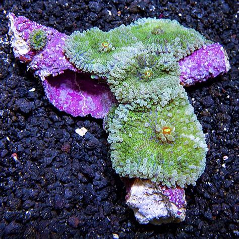 Green Ricordea Mushroom Coral Liveaquaria