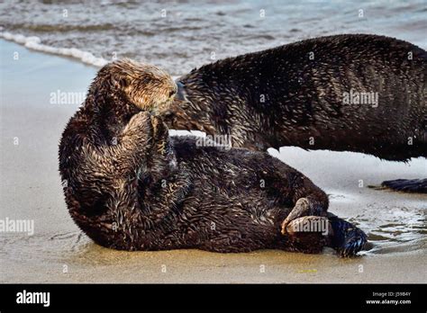 California Sea Otter Stock Photo - Alamy