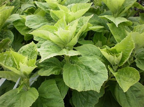 Photo Of The Leaves Of Hybrid Hardy Hibiscus Hibiscus Luna™ Pink Swirl