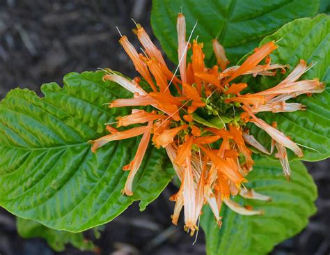 Mexican Honeysuckle Native Gardeners