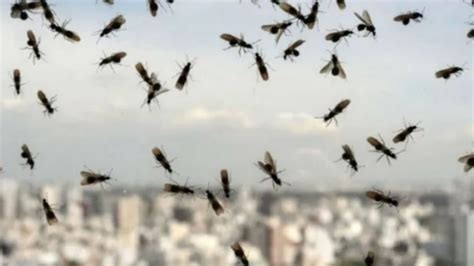 Video Invasi N De Hormigas Voladoras En Toda La Zona Norte De La