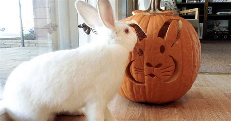 Rabbit Ramblings Bun O Lanterns Bunny Pumpkins For Halloween