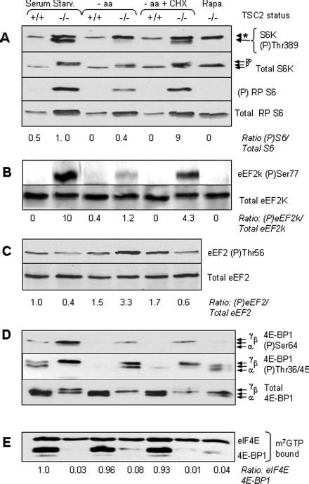 Effects Of Amino Acids Cycloheximide And Rapamycin On MTOR Signaling