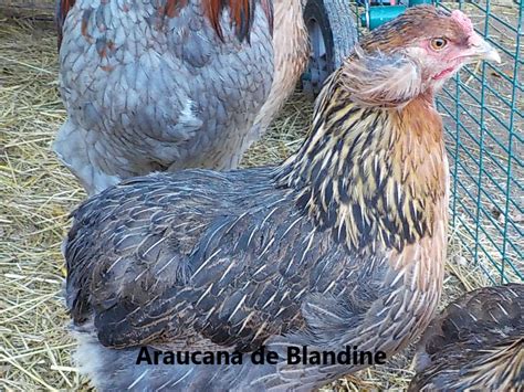 Araucana à toupets saumon doré noir pure race BIO Coco Eco