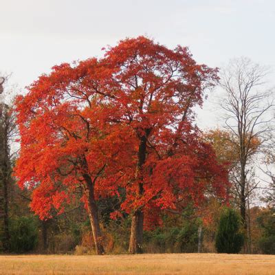 Sassafras Tree - Bob Wells Nursery - U.S. Shipping