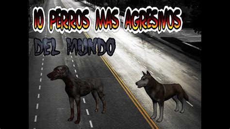 Los Perros Mas Agresivos Del Mundo Loquendo Youtube