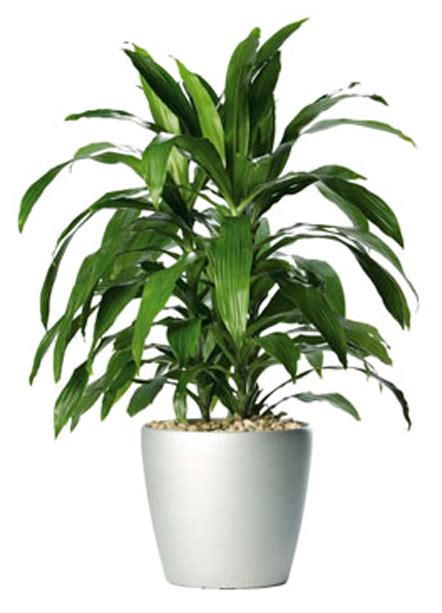 Plants & Flowers » Dracaena deremensis