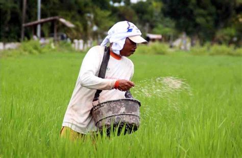 Kuota Pupuk Subsidi Di Ppu Bertambah Distribusi Dilakukan Lewat Kartu Tani