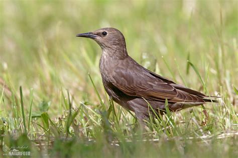 Starling Photos, Starling Images, Nature Wildlife Pictures | NaturePhoto