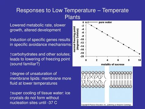 Ppt Temperature Relations Of Plants Powerpoint Presentation Free