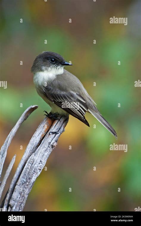 Eastern Phoebe during fall migration Stock Photo - Alamy