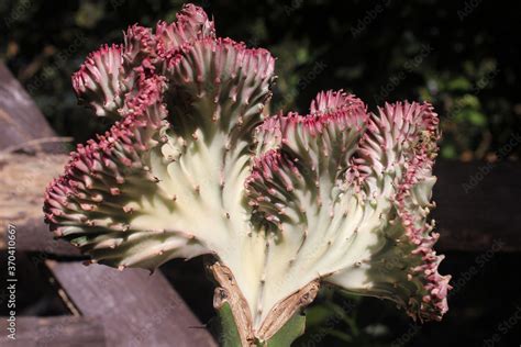 Pink Euphorbia Lactea Cristata Grafted On Euphorbia Neriifolia Cactus