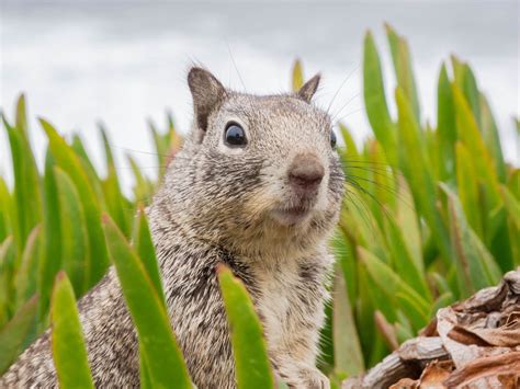 Alabama Wildlife Services Catch And Removal Wild Animals