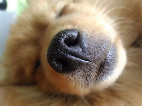 Нос и лапки! | Пикабу