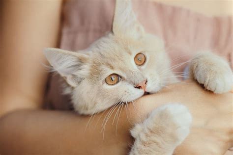 Cute Chaton Ludique Dans Les Bras Dune Fille Un Chat Gingembre