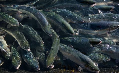 Sustainable Salmon Farming A Closer Look At Norway S Aquaculture